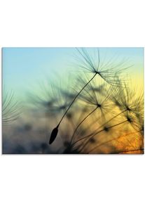 Glasbild »Goldener Sonnenuntergang und Pusteblumen« Blumen 1 Stk. tlg. in verschiedenen Grössen , gelb , Artland