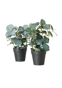 Boltze Eucalyptus en pot FLOWERS