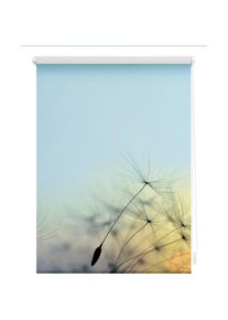 LICHTBLICK Original, LICHTBLICK ORIGINAL Seitenzugrollo &raquo;Klemmfix Motiv Pusteblume&laquo; Lichtschutz ohne Bohren freih&auml;ngend bedruckt, blau, wei&szlig;, 