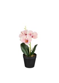 Edelman Orchid&eacute;e ton p&ecirc;che en pot 25cm ORCHIDEE