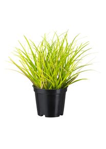 Gasper Pot d'herbes d&eacute;coratives GRAS