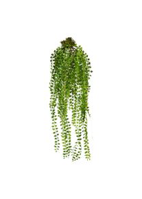 Gasper Plante artificielle COLUMNEA