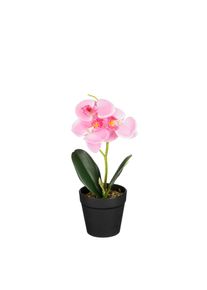 Edelman Orchid&eacute;e rose en pot 25cm ORCHIDEE
