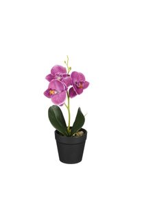 Edelman Orchid&eacute;e mauve en pot 25cm ORCHIDEE