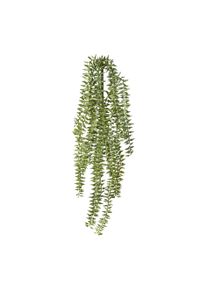 Gasper Plante artificielle COLUMNEA