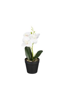 Edelman Orchid&eacute;e blanche en pot 25cm ORCHIDEE