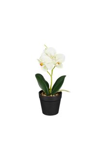 Edelman Orchid&eacute;e blanche et verte en pot 25cm ORCHIDEE