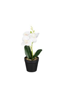 Edelman Orchid&eacute;e blanche en pot 25cm ORCHIDEE