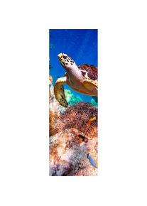 XIMAX Raumheizk&ouml;rper Design Heizk&ouml;rper P1 Plan Print Schildkr&ouml;te vertikal, 180x59,5 cm (1088 W)