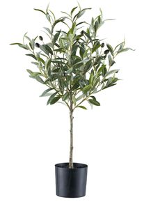 Gasper Olivier en pot FLOWERS