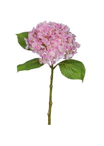 Gasper Hortensia FLOWERS