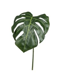 Gasper Feuille de philodendron FLOWERS