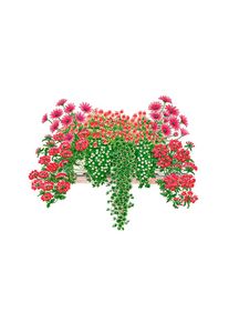 BCM Balkonpflanze &raquo;Romantik-Set&laquo;, (18 St.), Romantik-Set: 18 Pflanzen rosa bunt