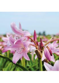 Nijssen Tuin & Bulbs Blumenzwiebeln Hakenlilie