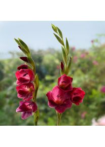 Nijssen Tuin & Bulbs Schmetterlingsgladiole