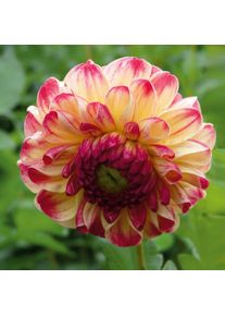 Manufactum Dahlie 'Kaiser Wilhelm'