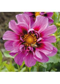 Dahlien-Schwieters Dahlie 'Emilio Dahlio'