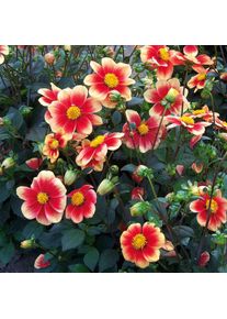 Dahlien-Schwieters Dahlie 'Schloss Reinbek'