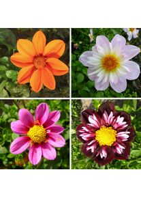 Dahlien-Schwieters Dahlienmischung Bienenweide