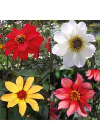 Dahlien-Schwieters Dahlienmischung Bienenweide Beet