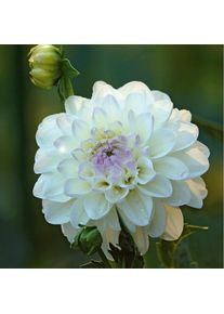 Dahlien-Schwieters Dahlie 'Wittem'