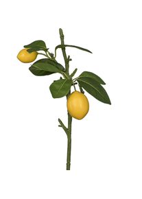 Gasper Branche de citronnier FRUITS