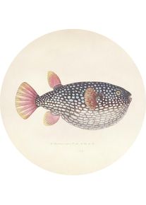 Metallbild Blowfish