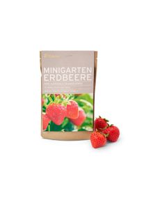 Tchibo - Minigarten in der Papiert&uuml;te - mehrfarbig
