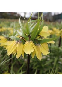 Nijssen Tuin & Bulbs Kaiserkrone &rsquo;Early Sensation&lsquo;
