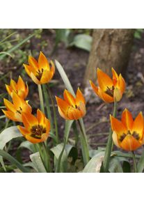 Nijssen Tuin & Bulbs Feuertulpe